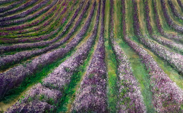 Lost in Lavender
