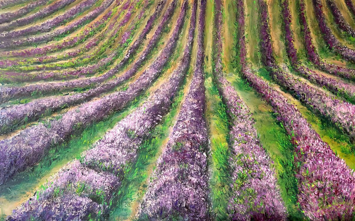 Lost in Lavender